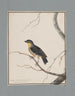 Dessins originaux à l'aquarelle d'oiseaux et d'œufs Pl16 - John William Lewin — näkymä teoksesta