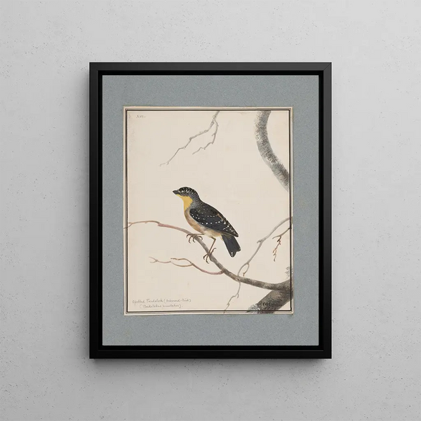 John William Lewin - Original watercolour drawings of birds and eggs Pl16.webp