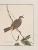 Dessins originaux à l'aquarelle d'oiseaux et d'œufs Pl27 - John William Lewin — näkymä teoksesta
