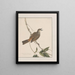 Dessins originaux à l'aquarelle d'oiseaux et d'œufs Pl27 - John William Lewin — kehystetty taideteos seinällä