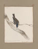 Dessins originaux à l'aquarelle d'oiseaux et d'œufs Pl33 - John William Lewin — näkymä teoksesta
