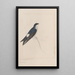 Dessins originaux à l'aquarelle d'oiseaux et d'œufs Pl34 - John William Lewin — kehystetty taideteos seinällä