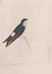 Dessins originaux à l'aquarelle d'oiseaux et d'œufs Pl34 - John William Lewin — näkymä teoksesta