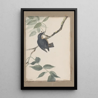 John William Lewin - Original watercolour drawings of birds and eggs Pl38.webp