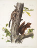 Sciurus Fremonsii Écureuil de Fremont Taille naturelle 2 Sciurus fuliginosus Écureuil fuligineux Taille naturelle - John Woodhouse Audubon — näkymä teoksesta