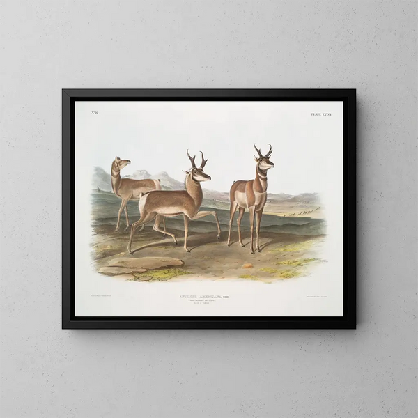 Antilope américaine, mâle et femelle - John Woodhouse Audubon — kehystetty taideteos seinällä