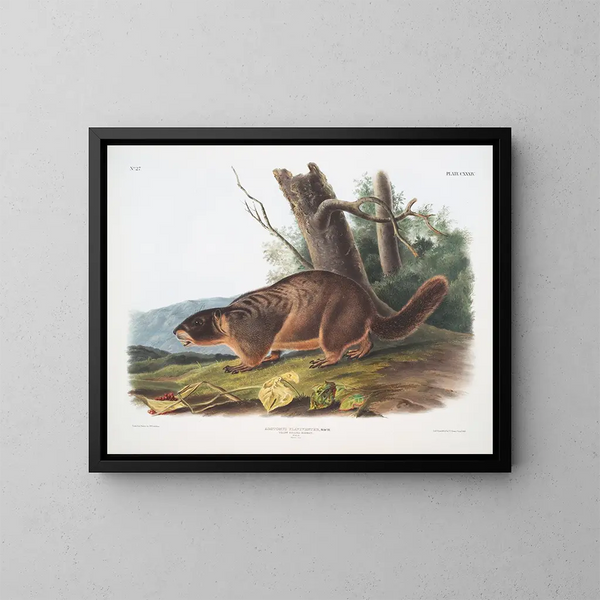 Marmotte à ventre jaune mâle taille naturelle - John Woodhouse Audubon — kehystetty taideteos seinällä