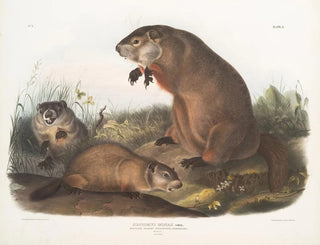 Marylandin marmottamaalaus - John Woodhouse Audubon — näkymä teoksesta