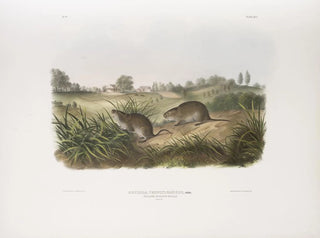 Pennsylvanian niittyhiiristä luonnollisessa koossa - John Woodhouse Audubon — näkymä teoksesta