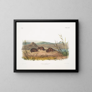 John Woodhouse Audubon - Arvicola borealis Northern MeadowMouse Natural size.webp