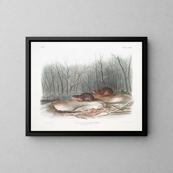 Souris des prairies de Richardson à taille naturelle - John Woodhouse Audubon — kehystetty taideteos seinällä