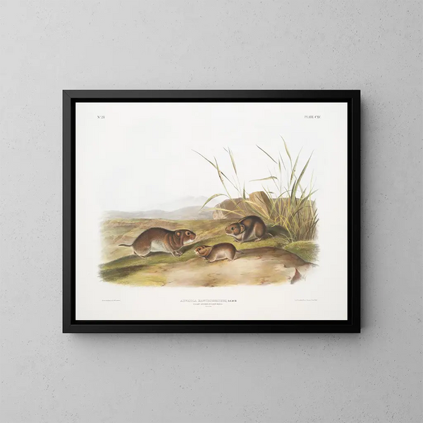 Souris des prairies à joues jaunes taille naturelle - John Woodhouse Audubon — kehystetty taideteos seinällä