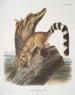 Bassaris astuta Bassaris à queue annelée Mâle de taille naturelle - John Woodhouse Audubon — näkymä teoksesta
