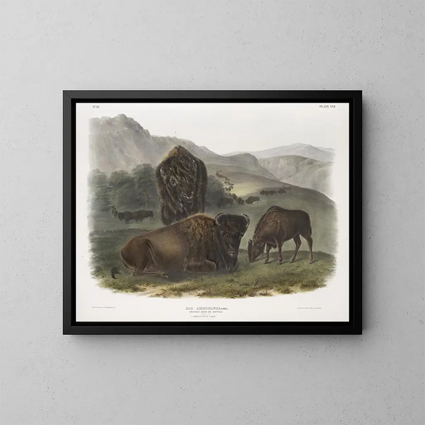 Bison amerikkalainen 1 naaras 2 nuorukaista 3 koirasta - John Woodhouse Audubon — kehystetty taideteos seinällä