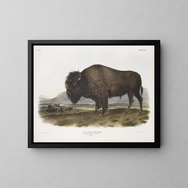 Bison américain mâle - John Woodhouse Audubon — kehystetty taideteos seinällä