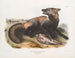 Renard croisé américain - John Woodhouse Audubon — näkymä teoksesta