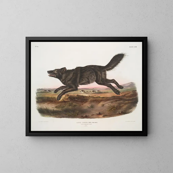 Loup noir américain mâle - John Woodhouse Audubon — kehystetty taideteos seinällä