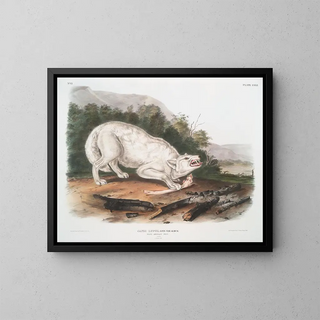 John Woodhouse Audubon - Canis lupus White American Wolf Male.webp