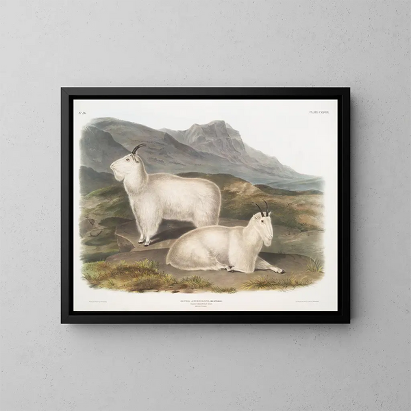 Rocky Mountains vuohen uros ja naaras - John Woodhouse Audubon — kehystetty taideteos seinällä