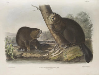 Castor américain - John Woodhouse Audubon — näkymä teoksesta
