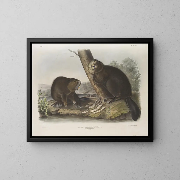 Castor américain - John Woodhouse Audubon — kehystetty taideteos seinällä