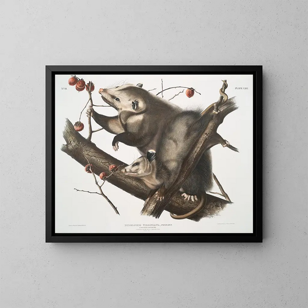 Virginie Opossum maalaus, nuori naaras, 7 kuukauden ikäinen, luonnollinen koko - John Woodhouse Audubon — kehystetty taideteos seinällä