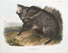 Peccary à collier mâle - John Woodhouse Audubon — näkymä teoksesta