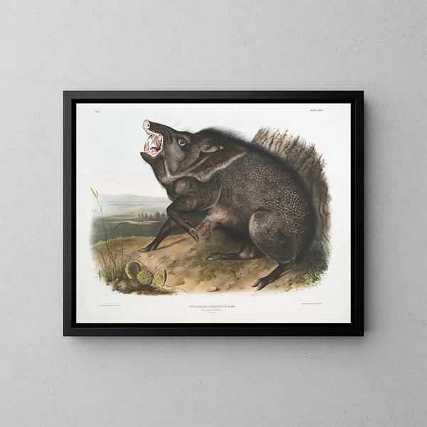 Peccary à collier mâle - John Woodhouse Audubon — kehystetty taideteos seinällä