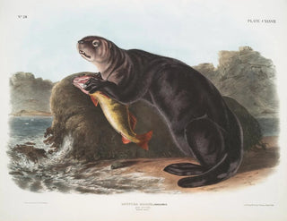 Merimonnäyttö nuori uros - John Woodhouse Audubon — näkymä teoksesta