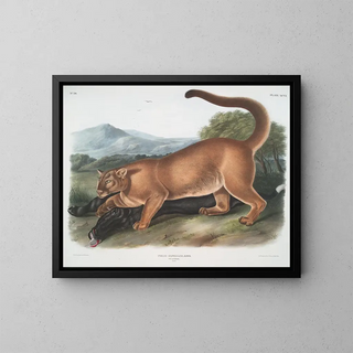 Le puma mâle - John Woodhouse Audubon — kehystetty taideteos seinällä