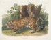 Jaguar femelle - John Woodhouse Audubon — näkymä teoksesta