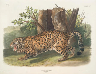 Jaguar femelle - John Woodhouse Audubon — näkymä teoksesta