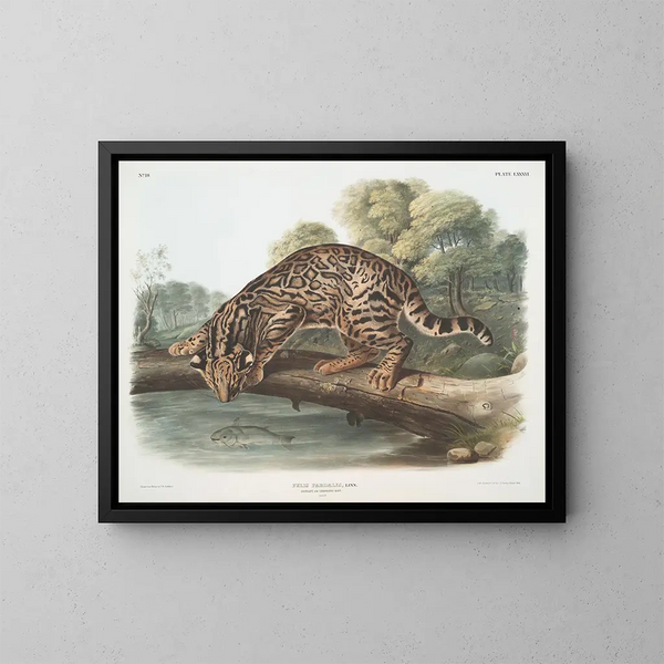 Ocelot tai leopardi-kissa uros - John Woodhouse Audubon — kehystetty taideteos seinällä