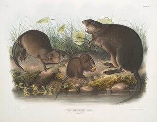 John Woodhouse Audubon - Fiber Zibethicus MuskRat Musquash Natural size Old and young.webp