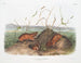 Rat de Douglas de Columbia à taille naturelle - John Woodhouse Audubon — näkymä teoksesta