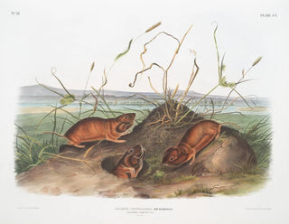 Rat de Douglas de Columbia à taille naturelle - John Woodhouse Audubon — näkymä teoksesta
