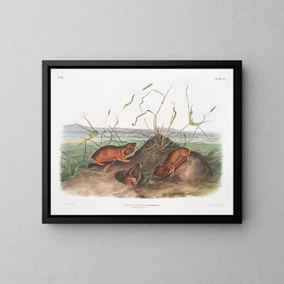Rat de Douglas de Columbia à taille naturelle - John Woodhouse Audubon — kehystetty taideteos seinällä