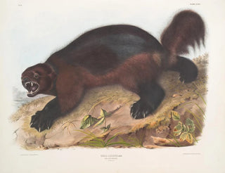 Gulo luscus, le glouton - John Woodhouse Audubon — näkymä teoksesta