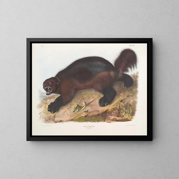 Gulo luscus, le glouton - John Woodhouse Audubon — kehystetty taideteos seinällä