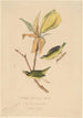 Kentucky-kullan siipinen paruline - John Woodhouse Audubon — näkymä teoksesta