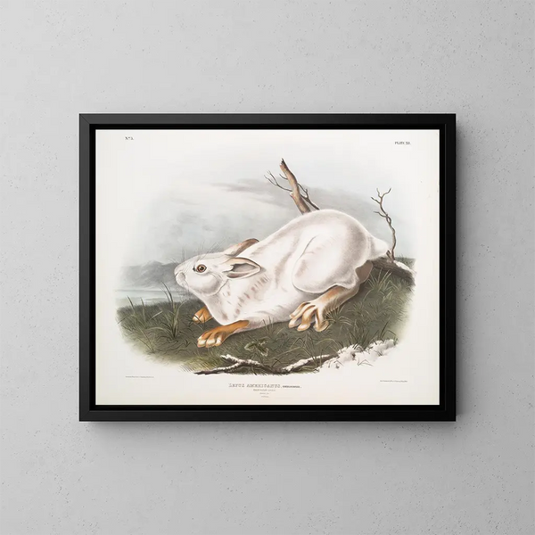 Lièvre d'Amérique, taille naturelle, talvi - John Woodhouse Audubon — kehystetty taideteos seinällä