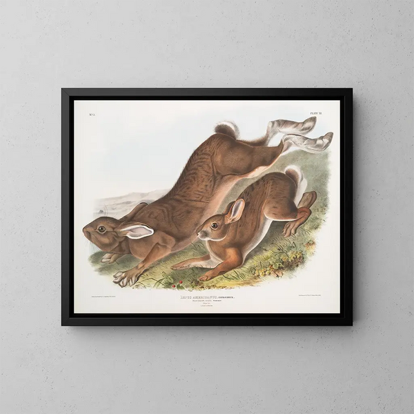 Lièvre d'Amérique - John Woodhouse Audubon — kehystetty taideteos seinällä