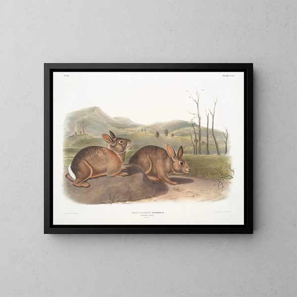 Lièvre de Bachman luonnollisen kokoisena - John Woodhouse Audubon — kehystetty taideteos seinällä