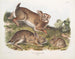 Lièvre sylvestre, harmaa jänis, luonnollinen koko, vanha ja nuori - John Woodhouse Audubon — näkymä teoksesta