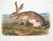 Lièvre texan mâle à taille naturelle - John Woodhouse Audubon — näkymä teoksesta