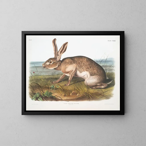 Lièvre texan mâle à taille naturelle - John Woodhouse Audubon — kehystetty taideteos seinällä