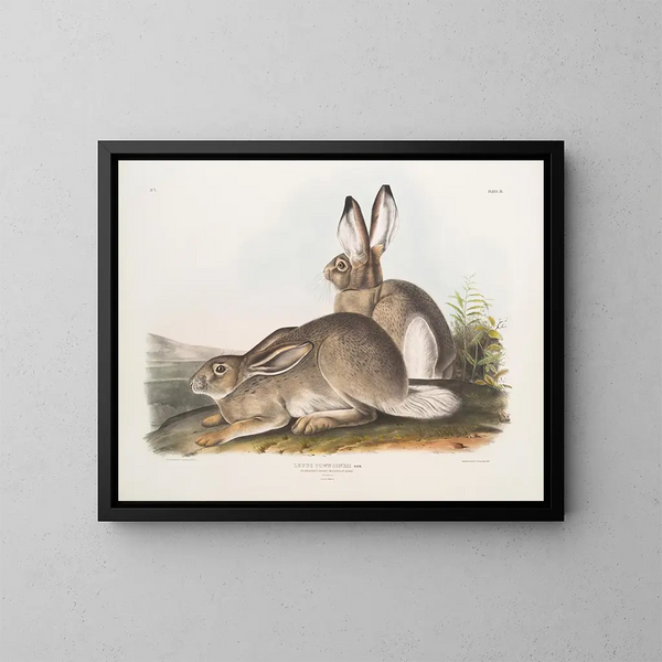 Lièvre de Townsend, lièvre des montagnes Rocheuses, taille naturelle, mâle et femelle - John Woodhouse Audubon — kehystetty taideteos seinällä