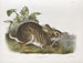 Vesilinnun luonnollisen kokoisena uros - John Woodhouse Audubon — näkymä teoksesta