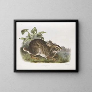 John Woodhouse Audubon - Lepus aquaticus Swamp Hare Natural size Male.webp