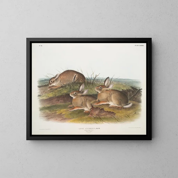 Lièvre artemisia, lièvre en bois chaud, mâle et femelle, taille naturelle - John Woodhouse Audubon — kehystetty taideteos seinällä